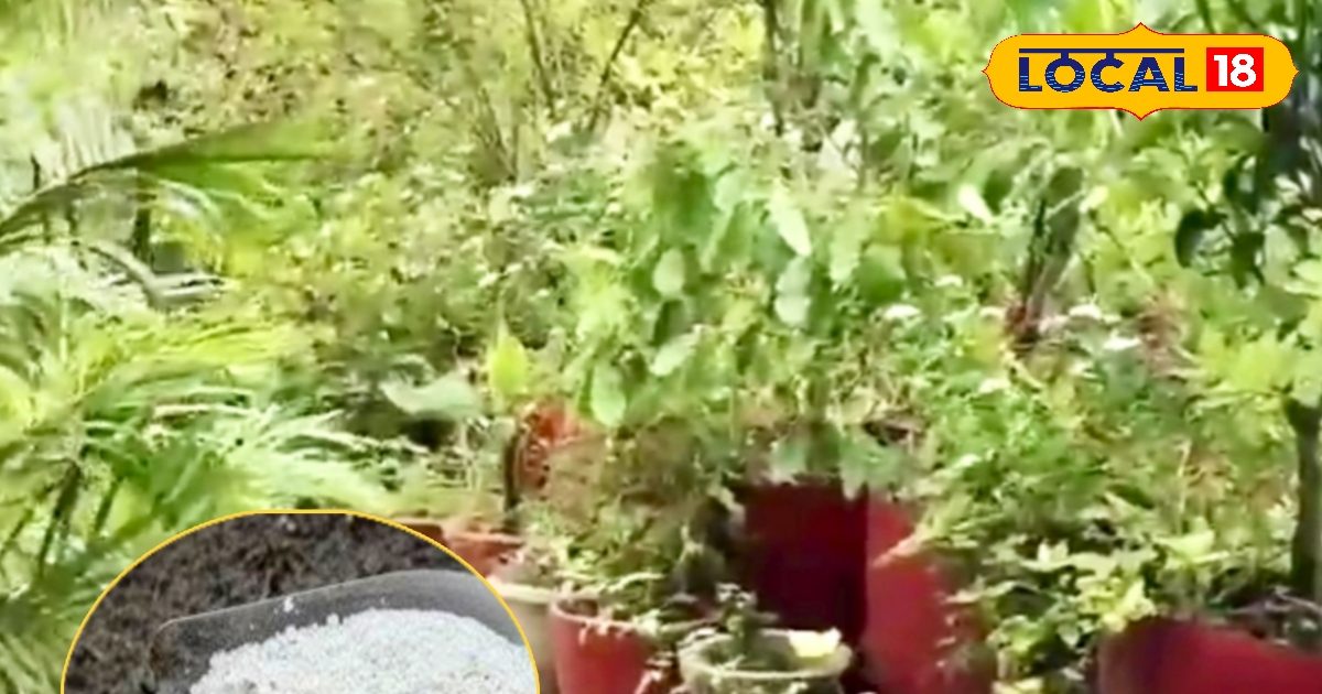 पौधों में रुक गई है वृद्धि? पान दुकान से लाएं ₹5 की यह चीज, फिर देखें चमत्कार!