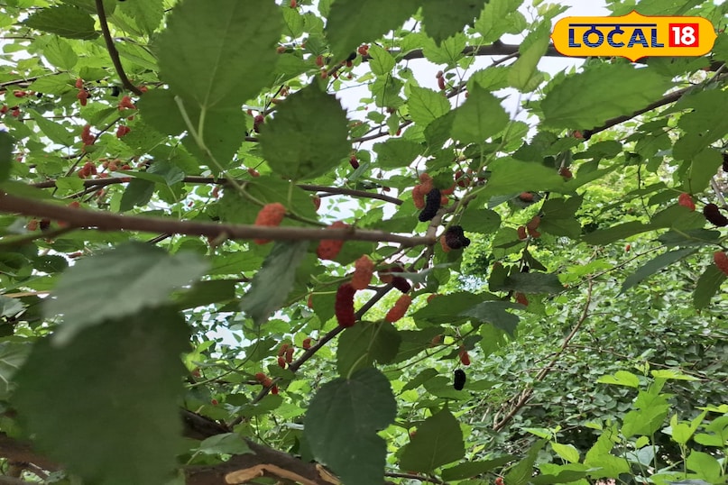 शहतूत का पौधा शहतूत का पौधा