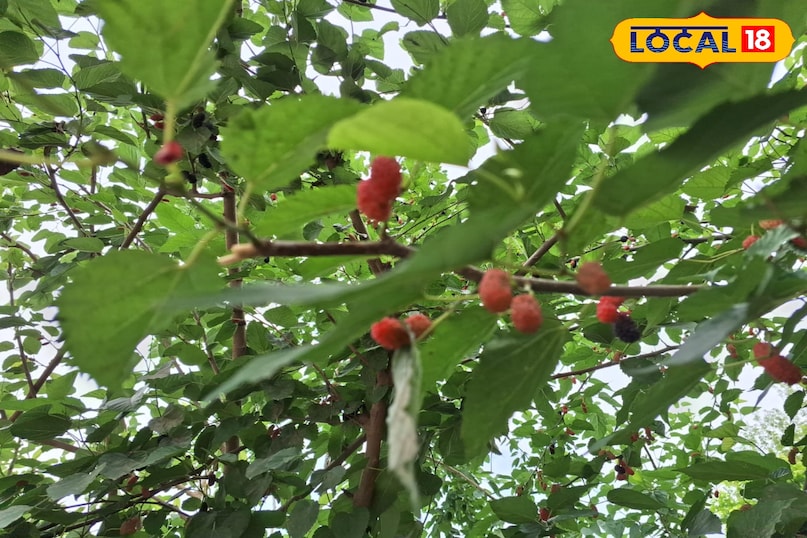 शहतूत का पौधा शहतूत का पौधा