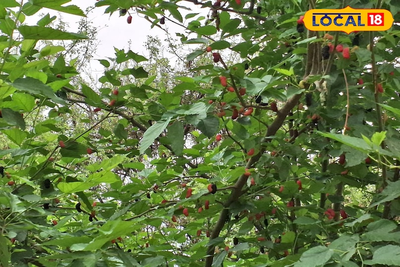 शहतूत का पौधा शहतूत का पौधा