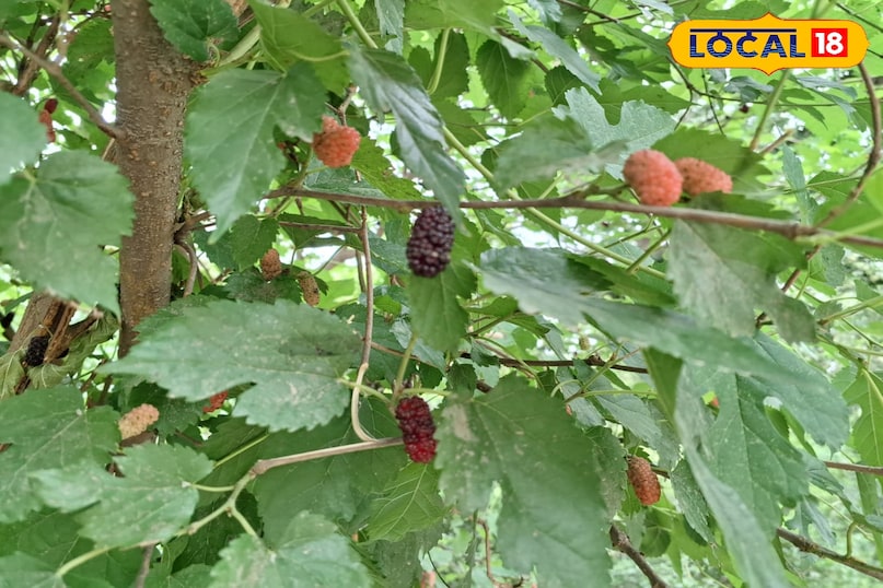 शहतूत का पौधा शहतूत का पौधा