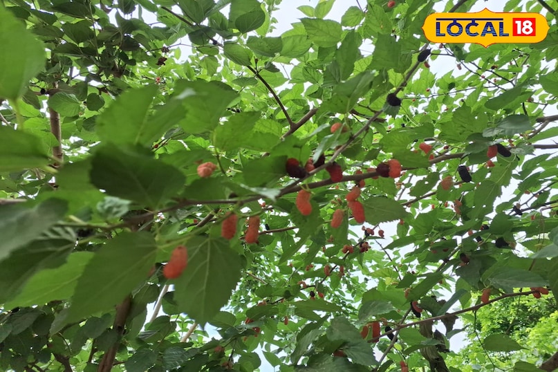 शहतूत का पौधा शहतूत का पौधा