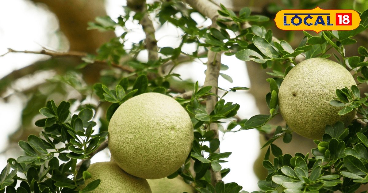 20 रुपए का फल करतब बड़े कमाल, ब्रेन स्ट्रोक के खतरे को करें कम.. कब्ज भी दूर