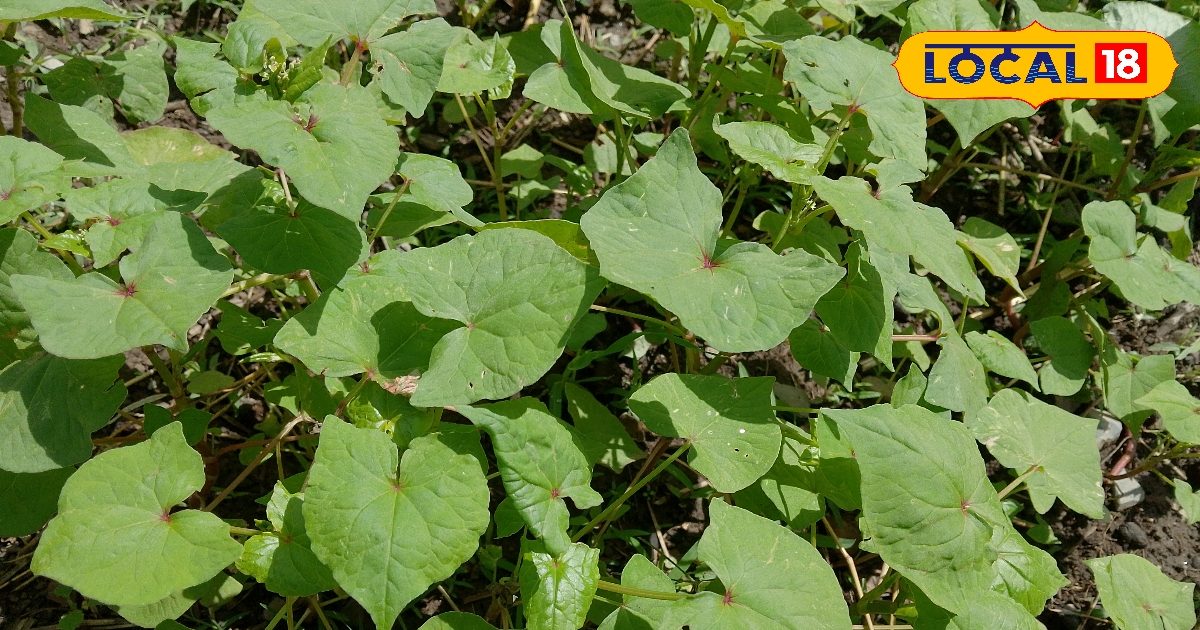 पांच मिनट में बनाएं हेल्दी पहाड़ी पलती, आयरन से भरपूर देसी स्वाद, नोट करे रेसिपी!