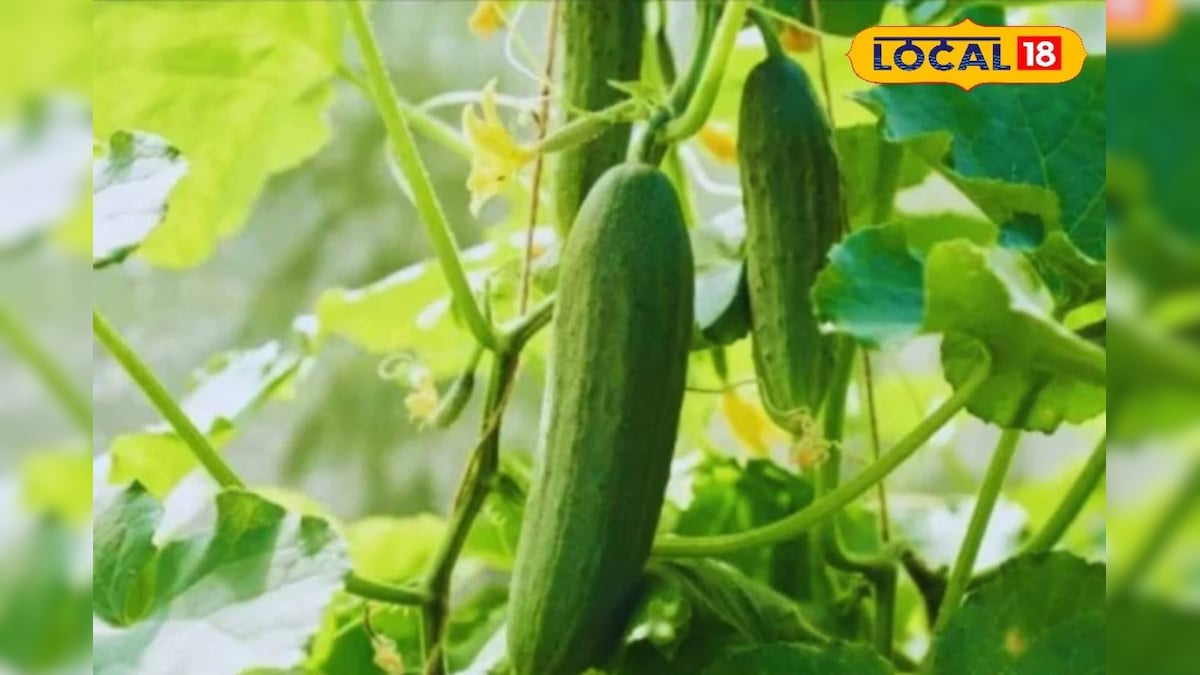 लखीमपुर में खीरा की खेती, शारदा नदी की रेतीली जमीन बनी कमाई का जरिया – News18 हिंदी