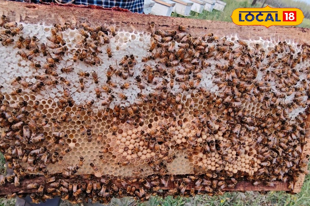 5 तरीकों से पता करें शहद शुद्ध है या मिलावटी, 20 साल से शहद का व्यापार कर रहे कारोबारी ने बतायी पहचान