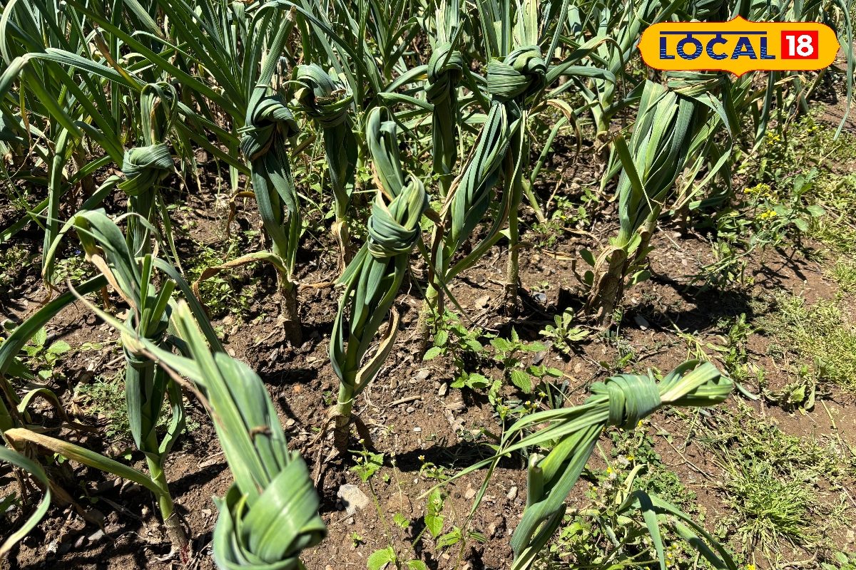 पहाड़ों में लहसुन की पत्तियों में गांठ क्यों बांधते हैं किसान? जानिए कैसे ये ट्रिक बढ़ाती है कंद का आकार और पैदावार