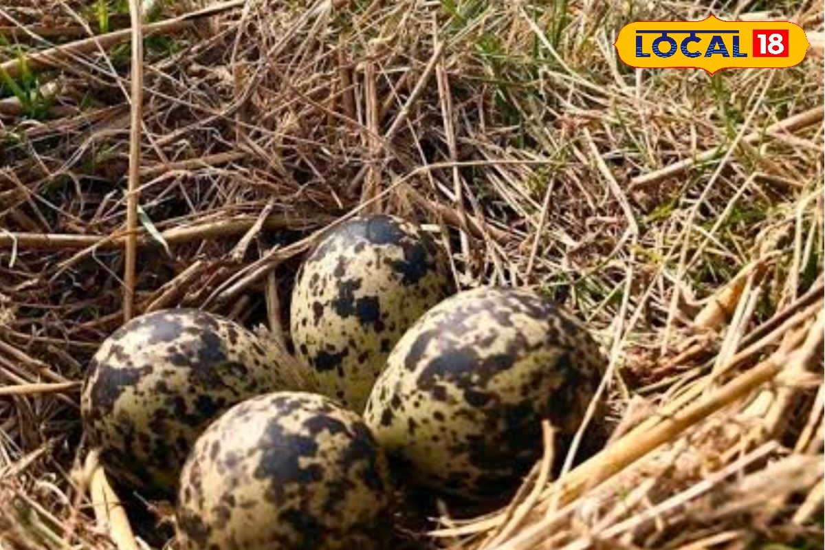 कुदरत का वेदर स्टेशन या महज इत्तेफाक? पेड़ से दूरी और जमीन से यारी, इस पक्षी के पास है आने वाले कल की हर खबर