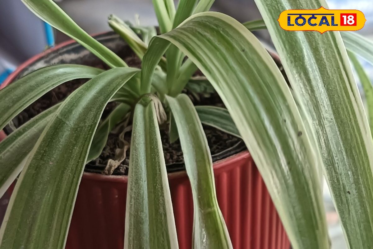 स्पाइडर प्लांट, आसान देखभाल वाला इनडोर पौधा, घर को बनाए हरा-भरा और खूबसूरत 