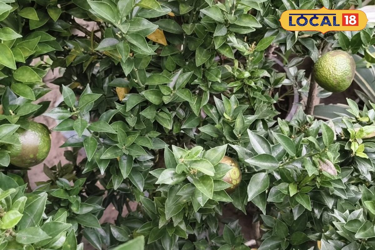 अब गमले में उगेंगे संतरे, बालकनी-छत पर लगाएं चाइनीज ऑरेंज का पौधा, पूरे साल मीठे फलों से रहेगा भरा