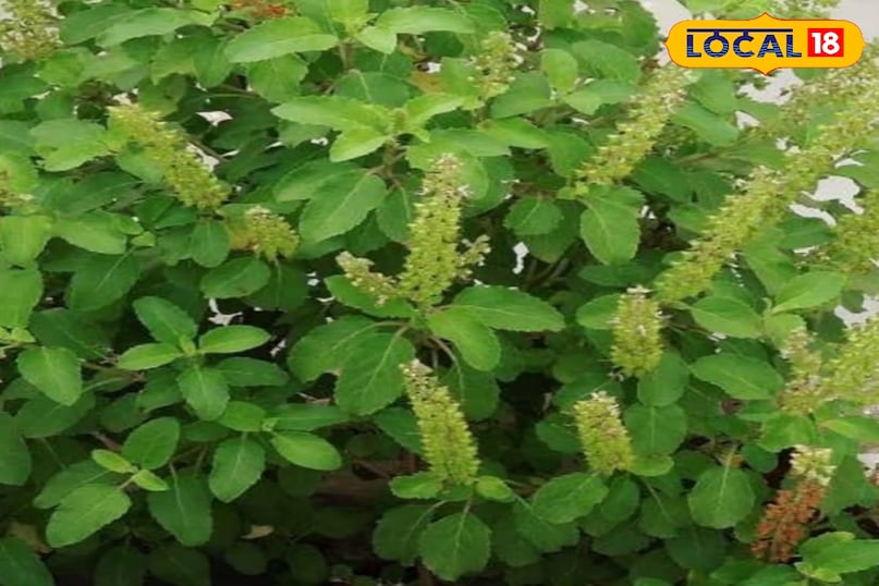 तुलसी का पौधा तुलसी का पौधा