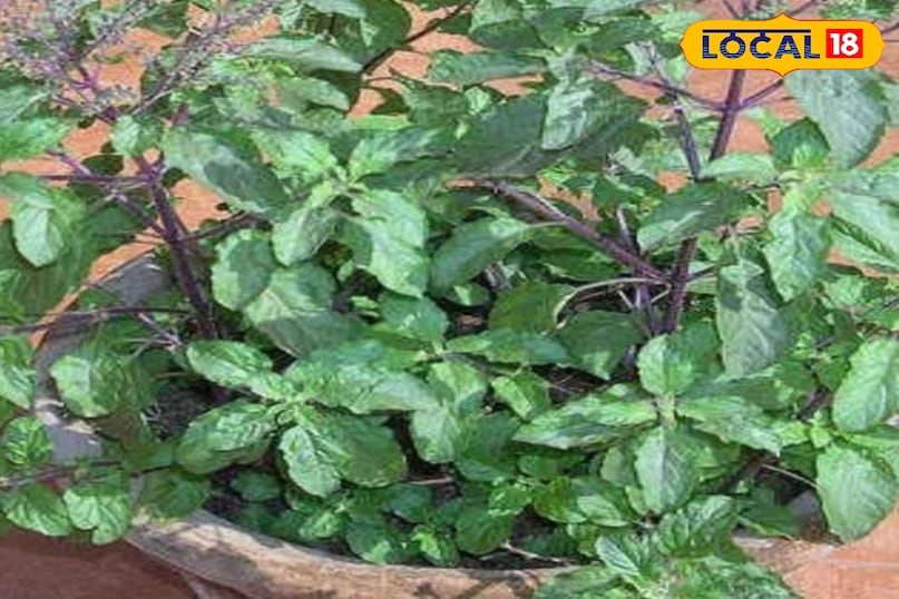 तुलसी का पौधा तुलसी का पौधा