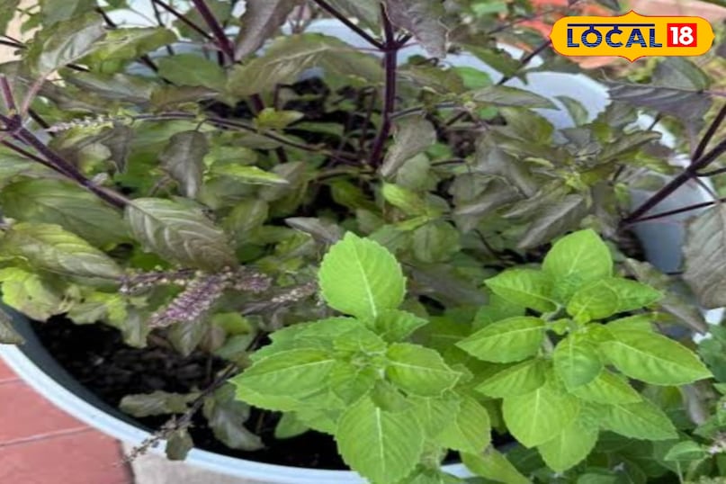 तुलसी का पौधा तुलसी का पौधा