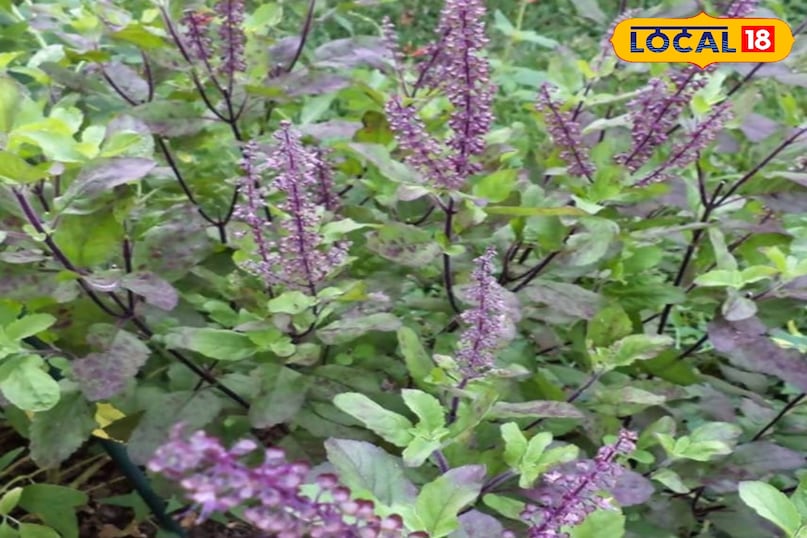 तुलसी का पौधा तुलसी का पौधा