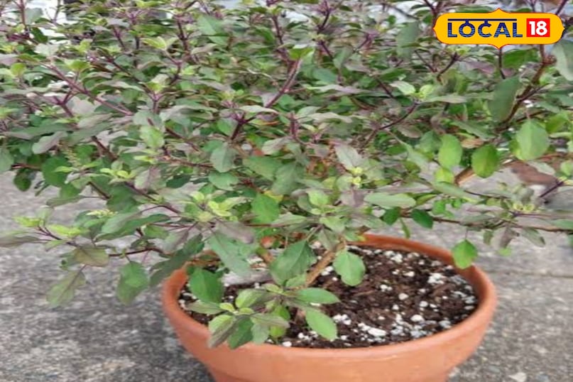 तुलसी का पौधा तुलसी का पौधा