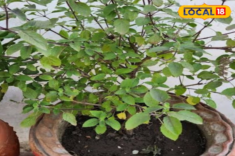 तुलसी का पौधा तुलसी का पौधा