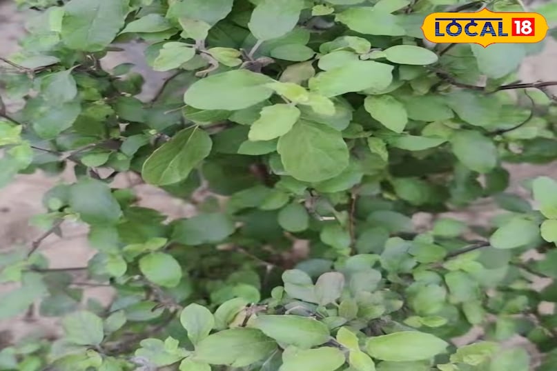 तुलसी का पौधा तुलसी का पौधा