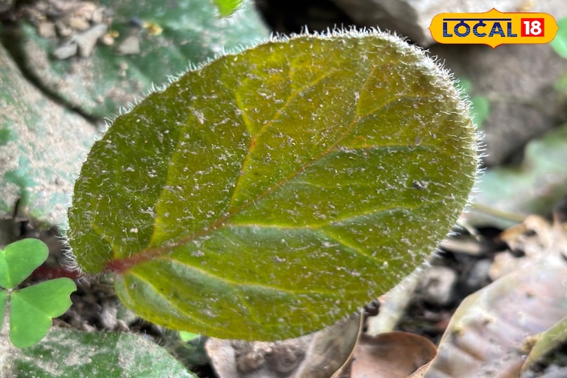 Benefits in blood sugar and urine infection