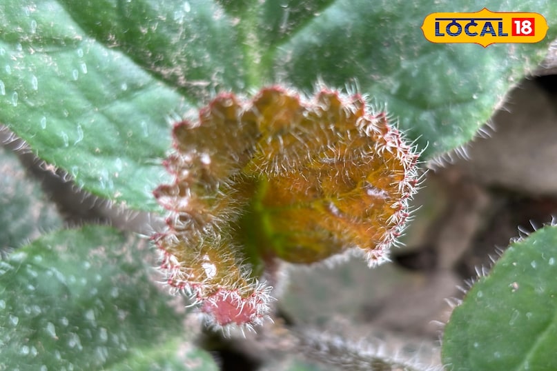 Aids in inflammation and wound healing 