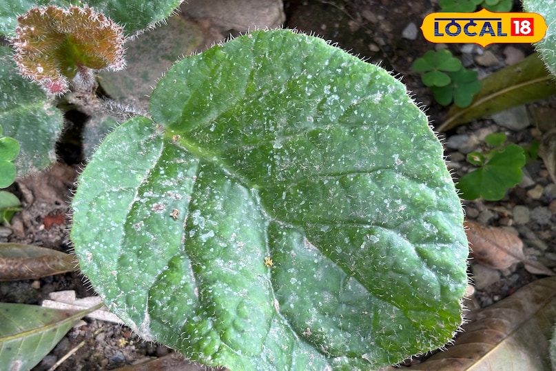 It is also beneficial in stomach problems.