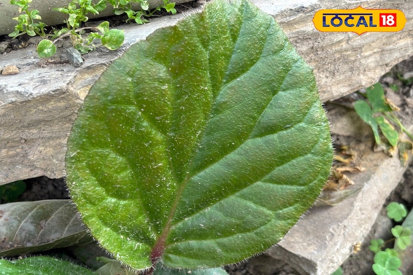 The right way and quantity to consume 