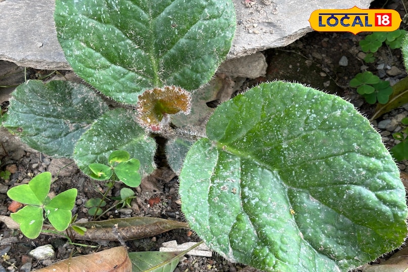 Side effects and precautions for excessive consumption 