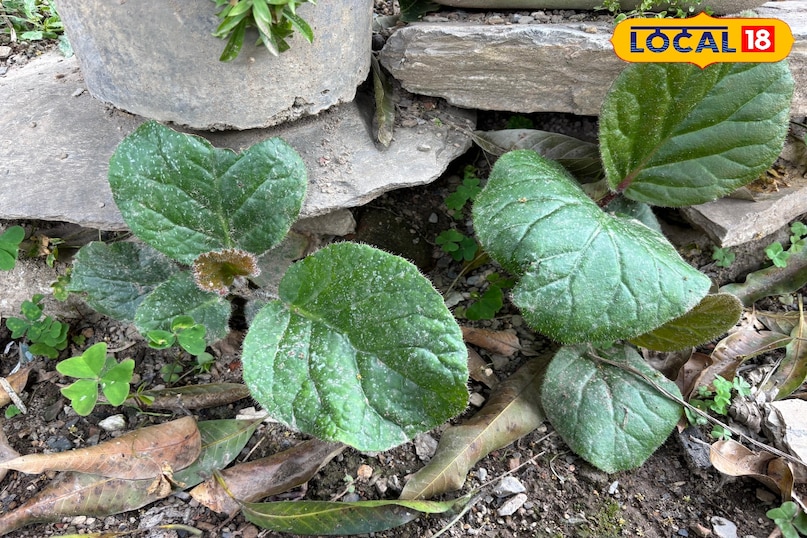 When is it necessary to seek a doctor's advice? 