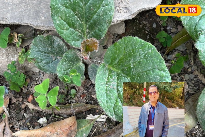 How does it work for kidney stones?