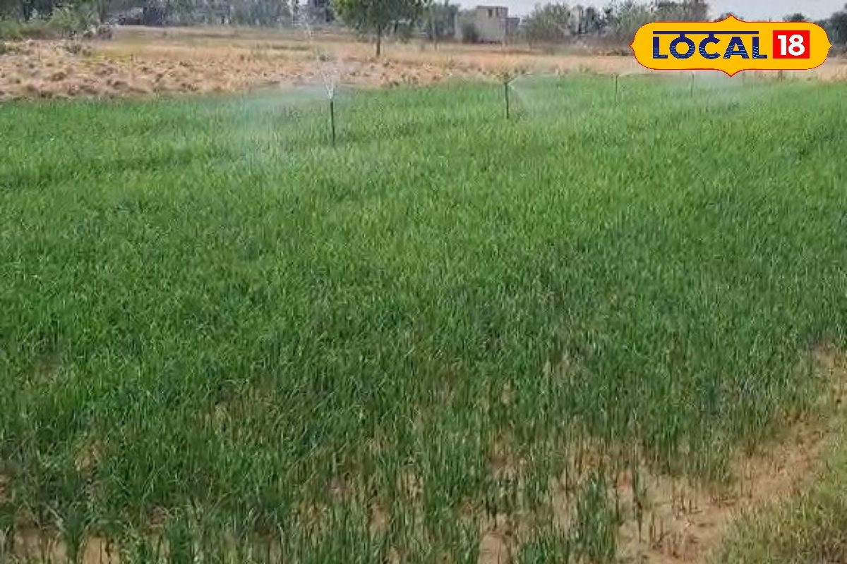 अलवर में किसानों का नया दांव, खुद बना रहे प्याज के बीज, लागत घटी और मुनाफा तेजी से बढ़ा, देखें वीडियो