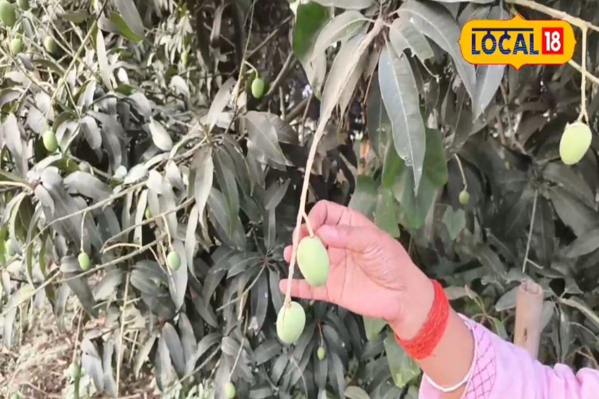 इस कारण झड़ रहे पौधे से आम, अपना लें ये उपाए, नहीं गिरेगा एक भी आम फलन होगा भरपूर