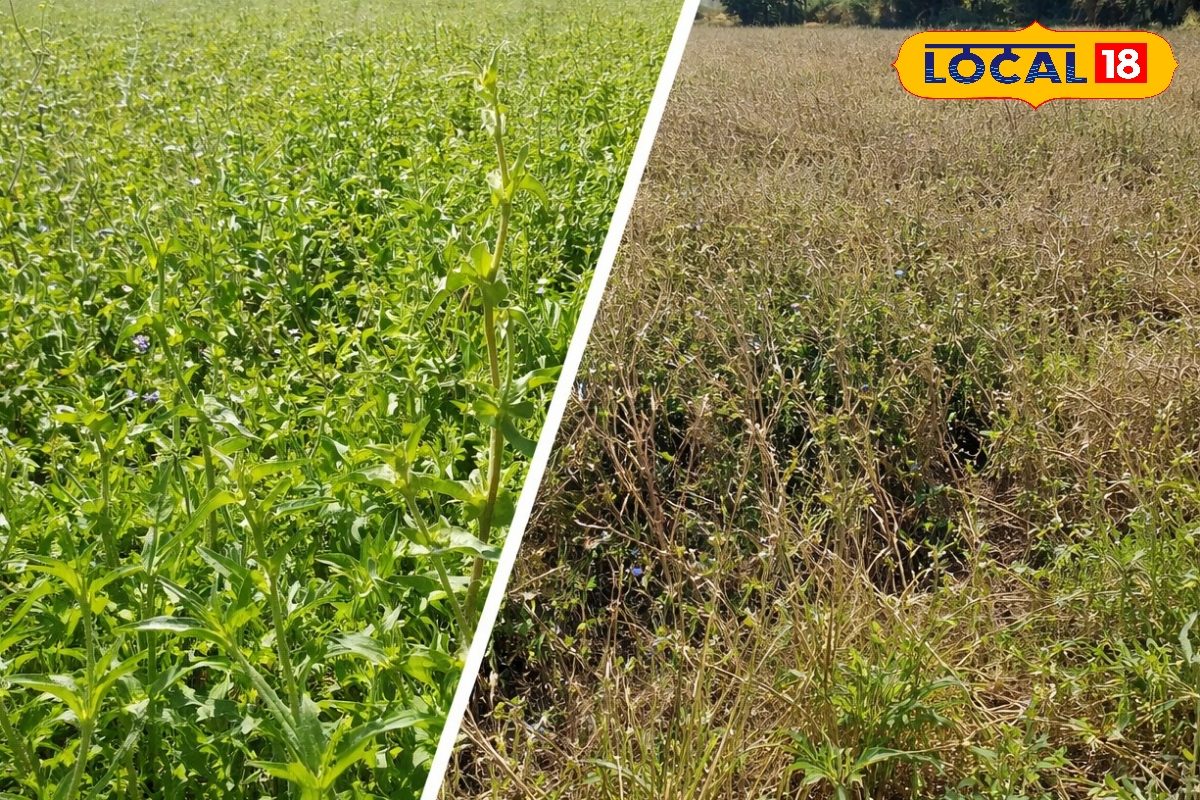 भरतपुर में कासनी का बढ़ता क्रेज, सस्ता हरा चारा और बेहतर सेहत, दूध उत्पादन के साथ किसानों की आय भी बढ़ी