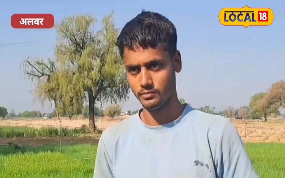 अलवर के किसानों का देसी जुगाड़, बकरी की मिंगनी से बढ़ा रहे पैदावार और घटा रहे खर्च, देखें वीडियो