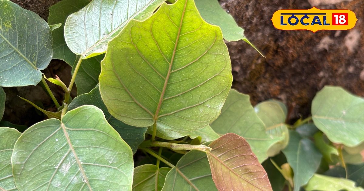 घर के पास पीपल का पेड़ होना क्यों माना जाता है शुभ? जानिए इसके बड़े फायदे