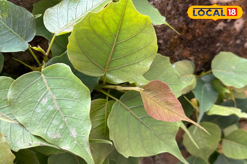 Belief in getting rid of ancestral curse 