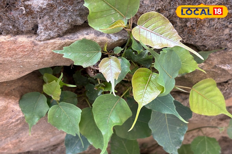 Medicinal importance in Ayurveda