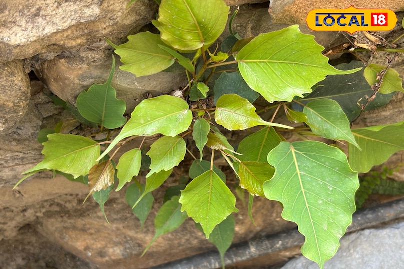 The specialty of giving oxygen day and night