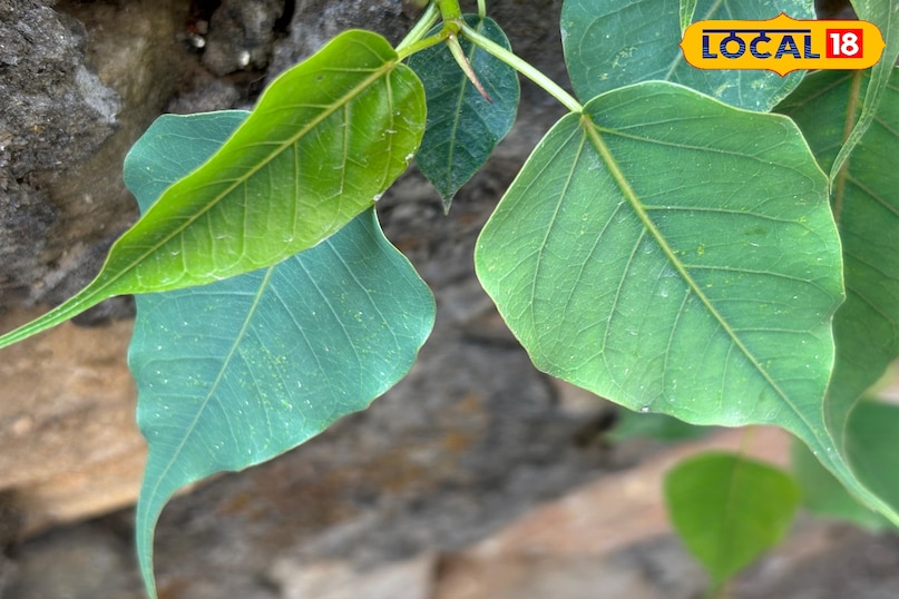 Benefits according to Vastu Shastra 