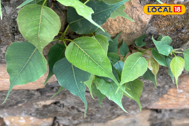 Mental peace and stress relief