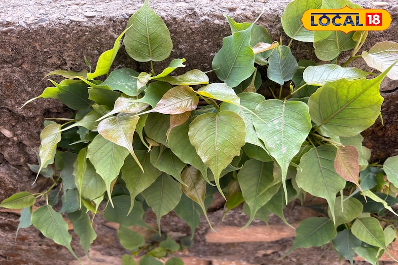 Contribute to biodiversity and natural balance