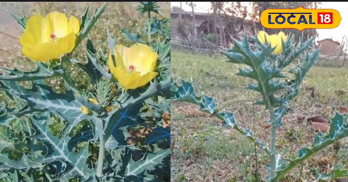 बेकार समझकर न फेंकें सत्यानाशी का पौधा, बनती है इसकी लाजवाब सब्जी