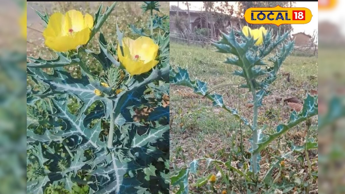 जिसे समझते हैं बेकार, उसी सत्यानाशी से बनती है देसी स्वाद की सब्जी, स्वाद ऐसा कि उंगलियां चाटते रह जाएंगे