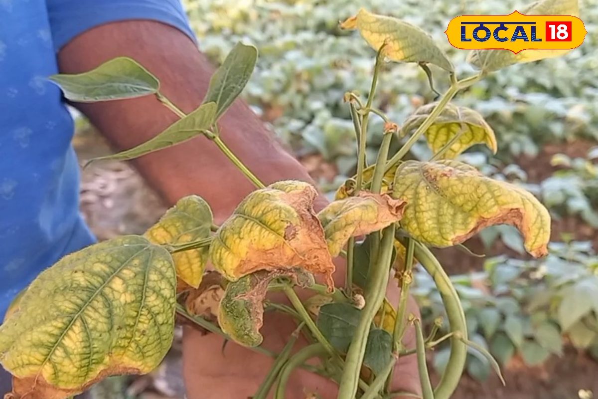 किसानों की फ्रास्बीन में अगर पौधे सूख रहे हैं तो तुरंत करें इन चीजों का छिड़काव, उत्पादन होगा सुरक्षित