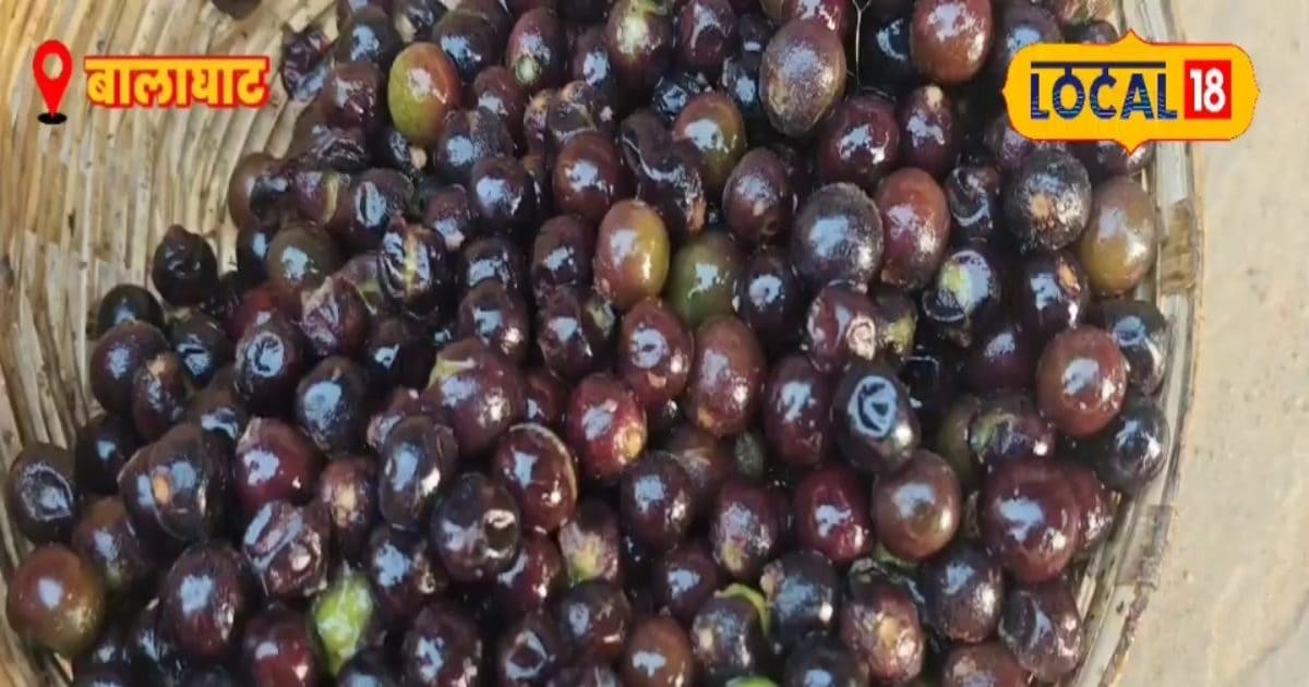 जंगल के इस ‘चार फल’ की धूम, बाजार में मिलता है कुछ दिन, सेहत के लिए रामबाण