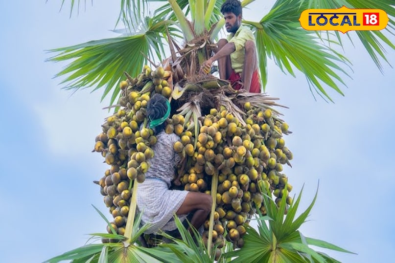 इस फल को हम तक पहुँचाने के पीछे विक्रेताओं की जानलेवा मेहनत छिपी होती है। ताड़ के पेड़ अक्सर 60 से 80 फीट ऊंचे होते हैं और बिना किसी सुरक्षा उपकरण के उन पर चढ़ना एक कला और जोखिम भरा काम है। कई विक्रेता खम्मम, नलगोंडा और पड़ोसी राज्य आंध्र प्रदेश से आकर यहाँ डेरा डालते हैं। उनके लिए यह केवल व्यापार नहीं बल्कि जीवन यापन का एकमात्र साधन है।