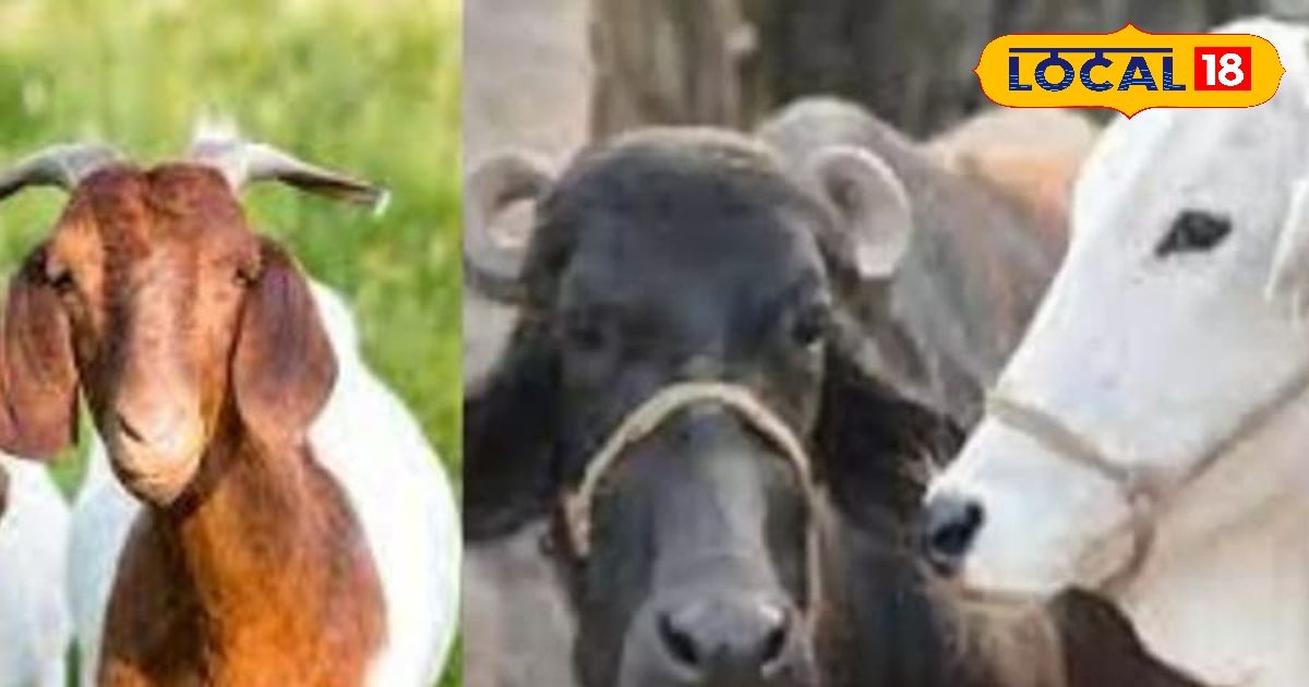 गर्मी में पशु दे रहे खतरे के संकेत! ये लक्षण दिखते ही हो जाएं अलर्ट, एक्सपर्ट से जानें बचाव के उपाय