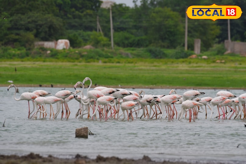 अमीनपुर झील क्या आप जानते हैं कि अमीनपुर झील देश की पहली ऐसी झील है जिसे बायोडायवर्सिटी हेरिटेज साइट घोषित किया गया है? यह जगह पक्षी प्रेमियों (Bird Watchers) के लिए किसी खजाने से कम नहीं है। यहाँ आप बिना किसी शुल्क के फ्लेमिंगो और पेलिकन जैसे प्रवासी पक्षियों को देख सकते हैं यहां चिड़िया देखने का एक रुपए नहीं लगते हैं 