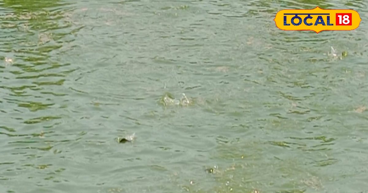 गर्मी में तालाब में मर रही हैं मछलियां, तो यहां एक्सपर्ट से जानिए बचाव ...