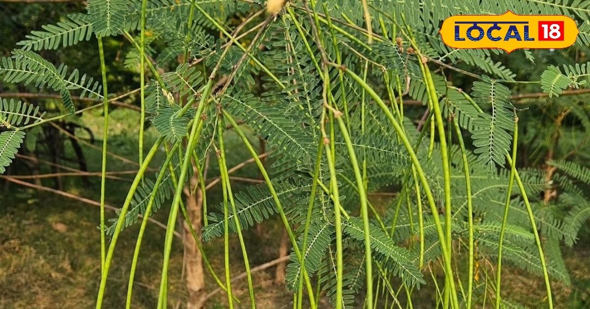 dhaincha farming benefits | improve soil fertility naturally | ढैंचा की खेती के फायदे | हरी खाद से मिट्टी की उर्वरक क्षमता बढ़ाना |