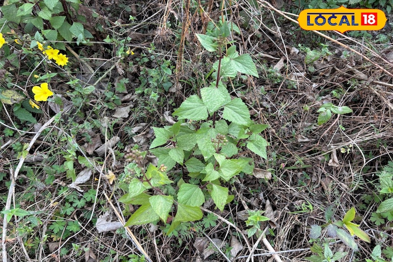 Traditional uses and beliefs