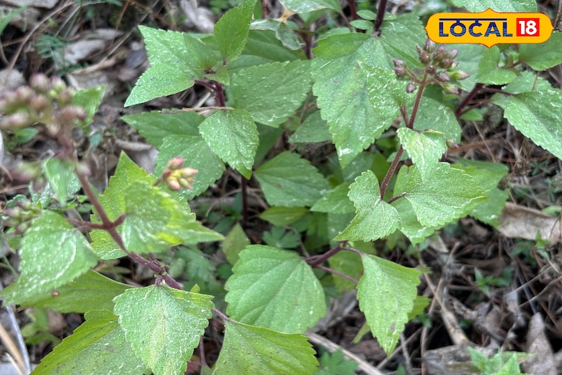 Dangerous to animals 